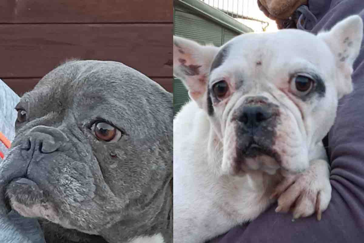 Due cagnoline sofferenti perché costrette a riprodursi