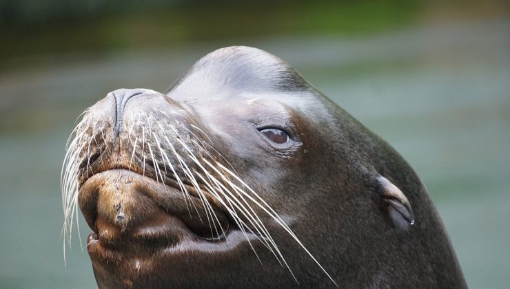 Testa di un Leone marino 