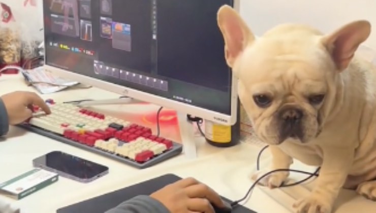 Cagnolino dallo sguardo dolce per distrarre il suo papà 