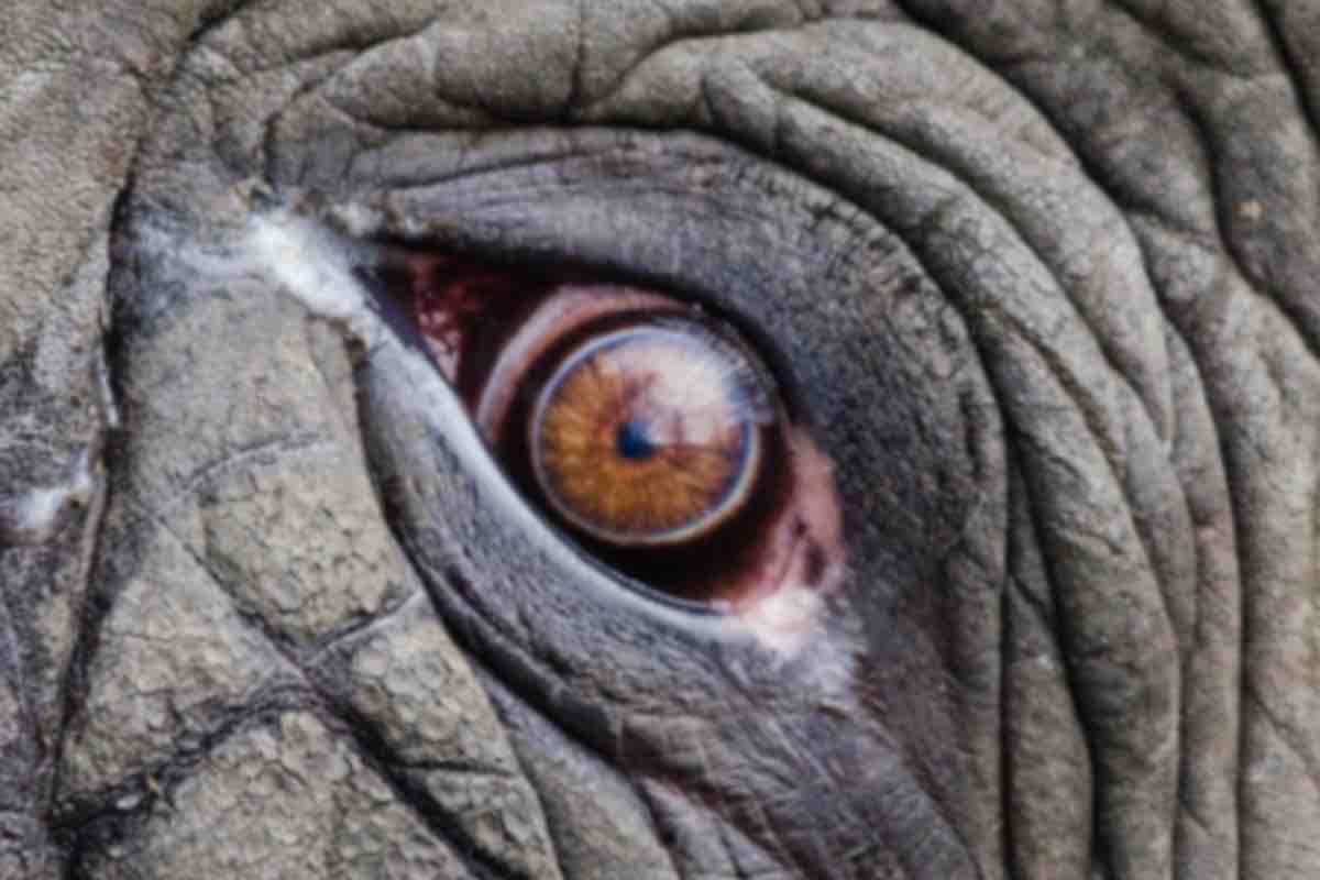 Occhio marrone di uno degli elefanti della savana