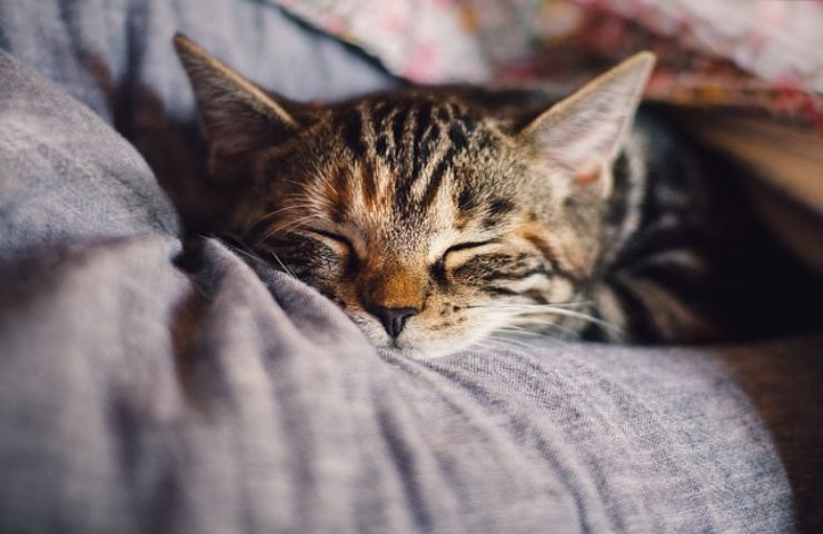 Gatto attenzione ai rumori