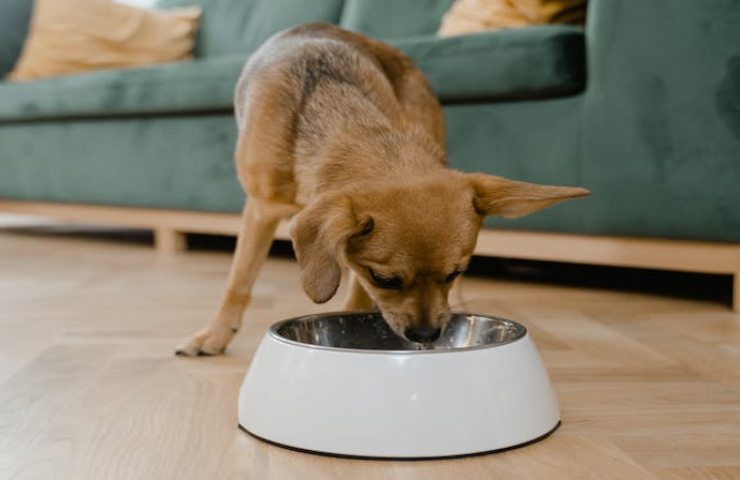 Anche il cane può soffrire di flautolenza