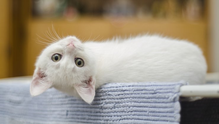 Gatto bianco sul letto non sa cosa succede 
