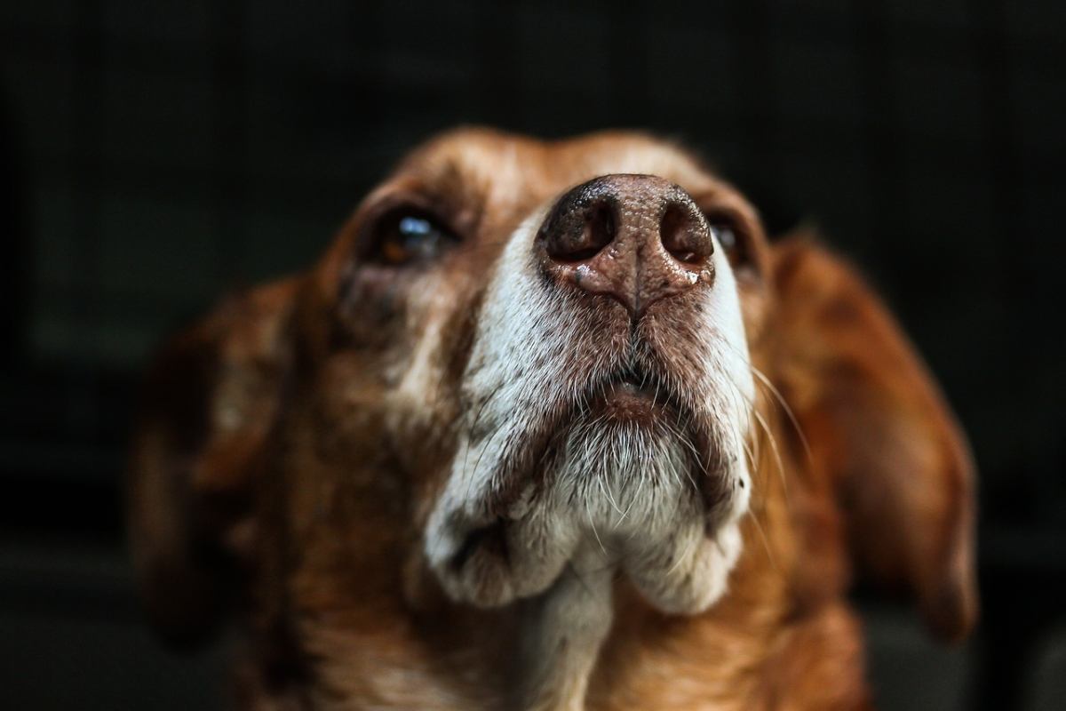 cane guarda in alto