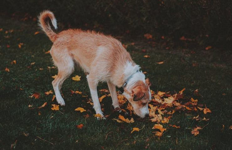 il cane annusa e lecca la pipì di altri animali