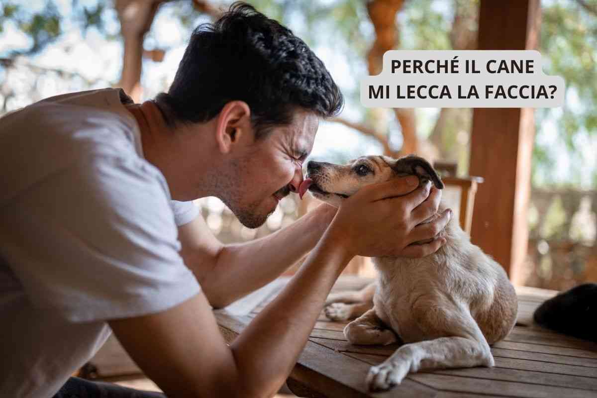 Cane lecca il naso al suo padrone