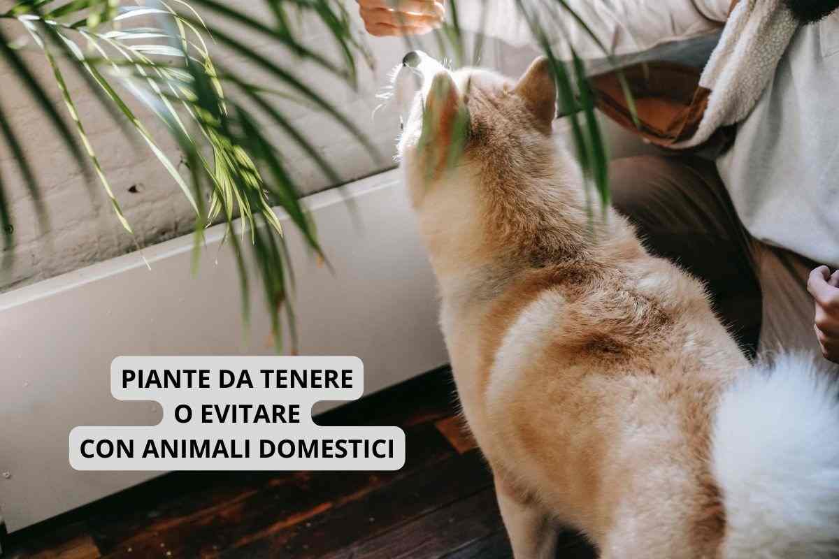 Cane vicino ad una pianta