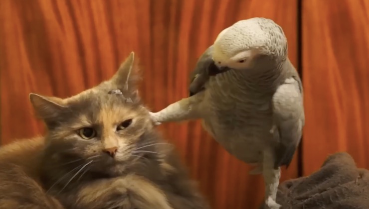 Il pappagallo vuole diventare amico del gatto 