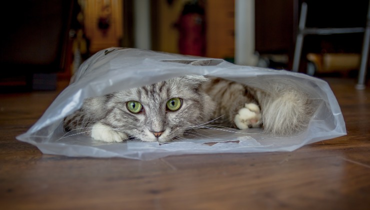 Gatto grigio ama stendersi nel sacchetto bianco