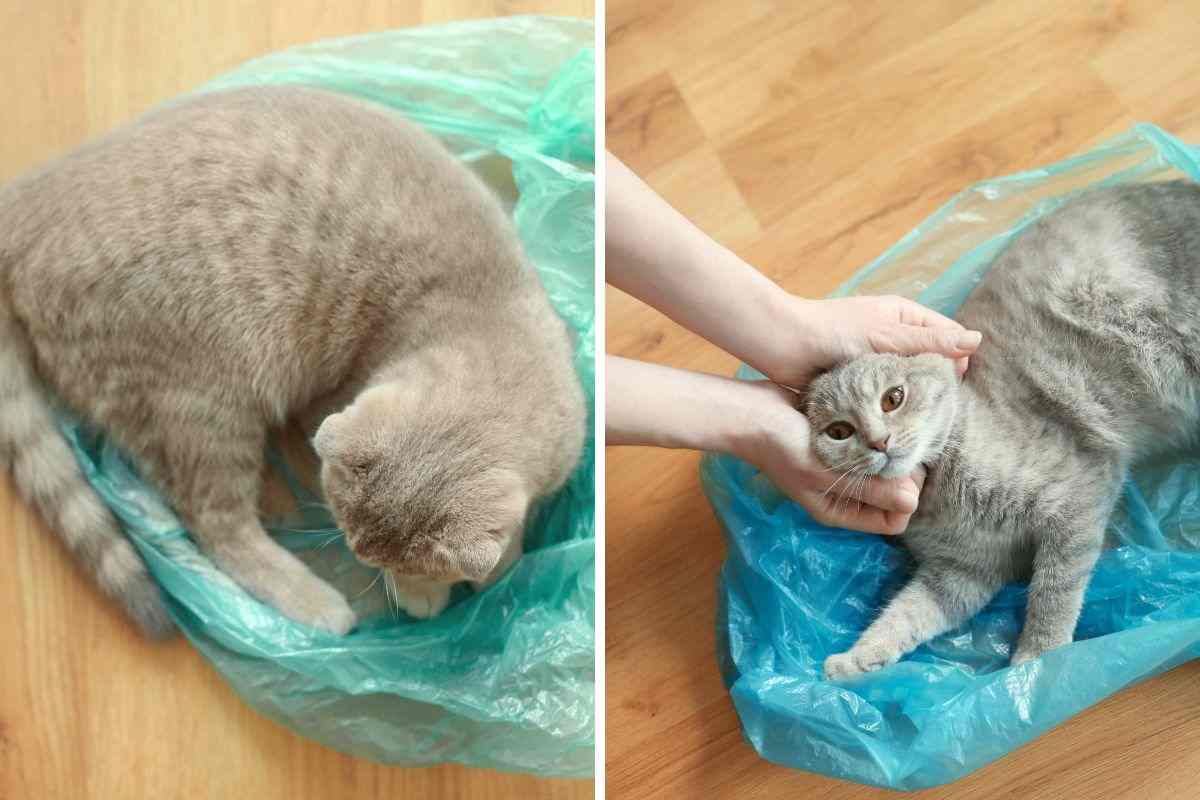 Gatto grigio steso nel sacchetto di plastica azzurro