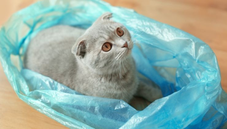 Al gatto grigio piace stare nel sacchetto di plastica azzurro