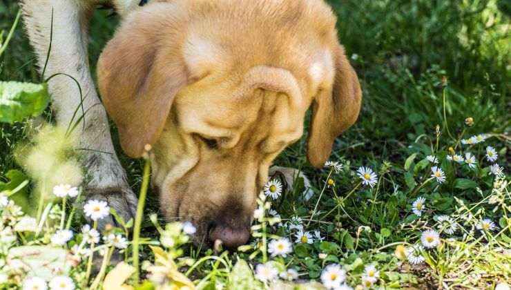 Cane mangia la terra tra i fiori nel prato