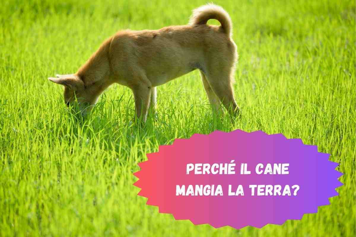 Cane nel prato che mangia la terra