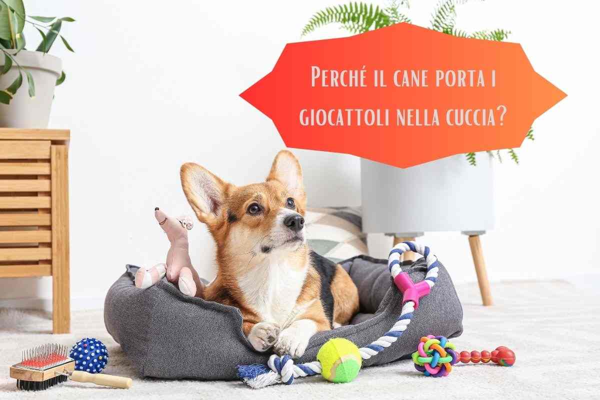 Cane nella cuccia con i giocattoli