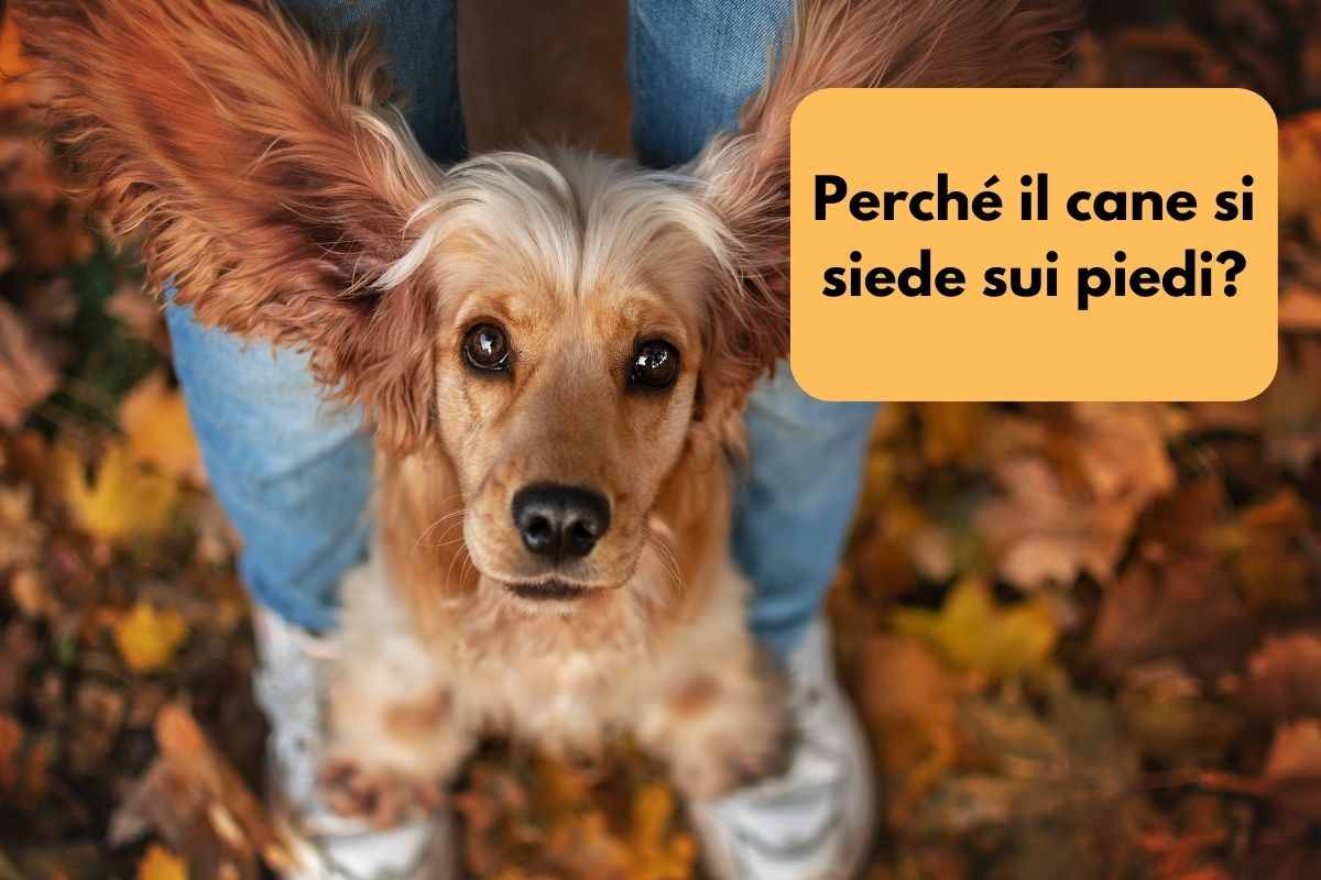 Cane seduto sui piedi del suo umano