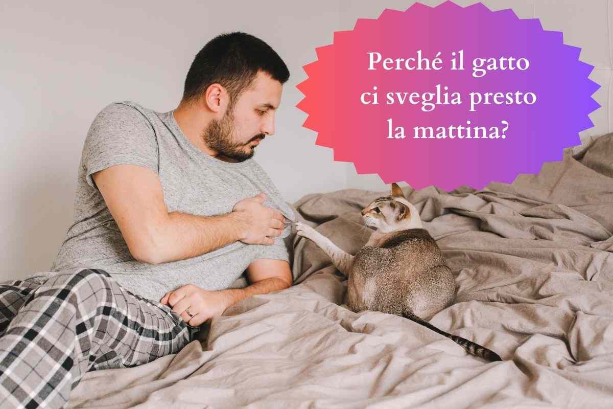 Gatto con uomo sul letto