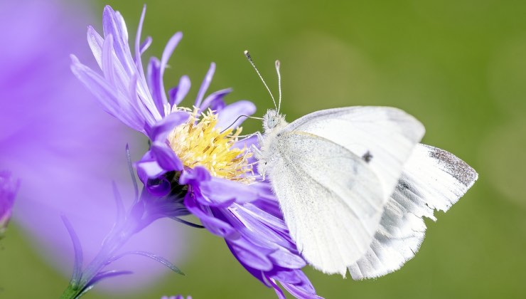 Una farfalla bianca si posa su un fiore viola 