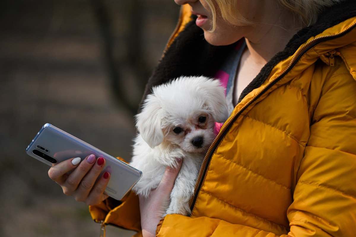 Cagnolino con mamma umana e telefono