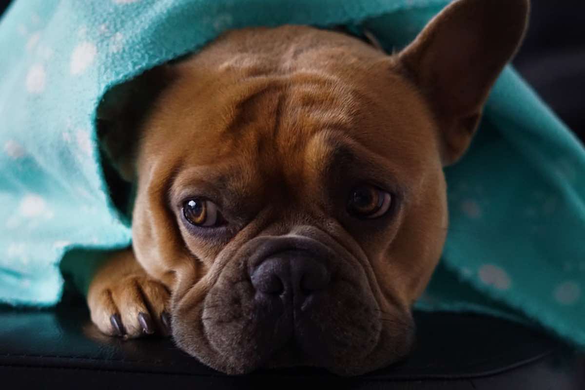 Cane avvolto da una coperta