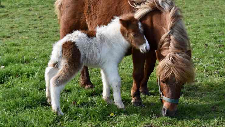 Cavallo e pony nel prato per la manutenzione nel comune 