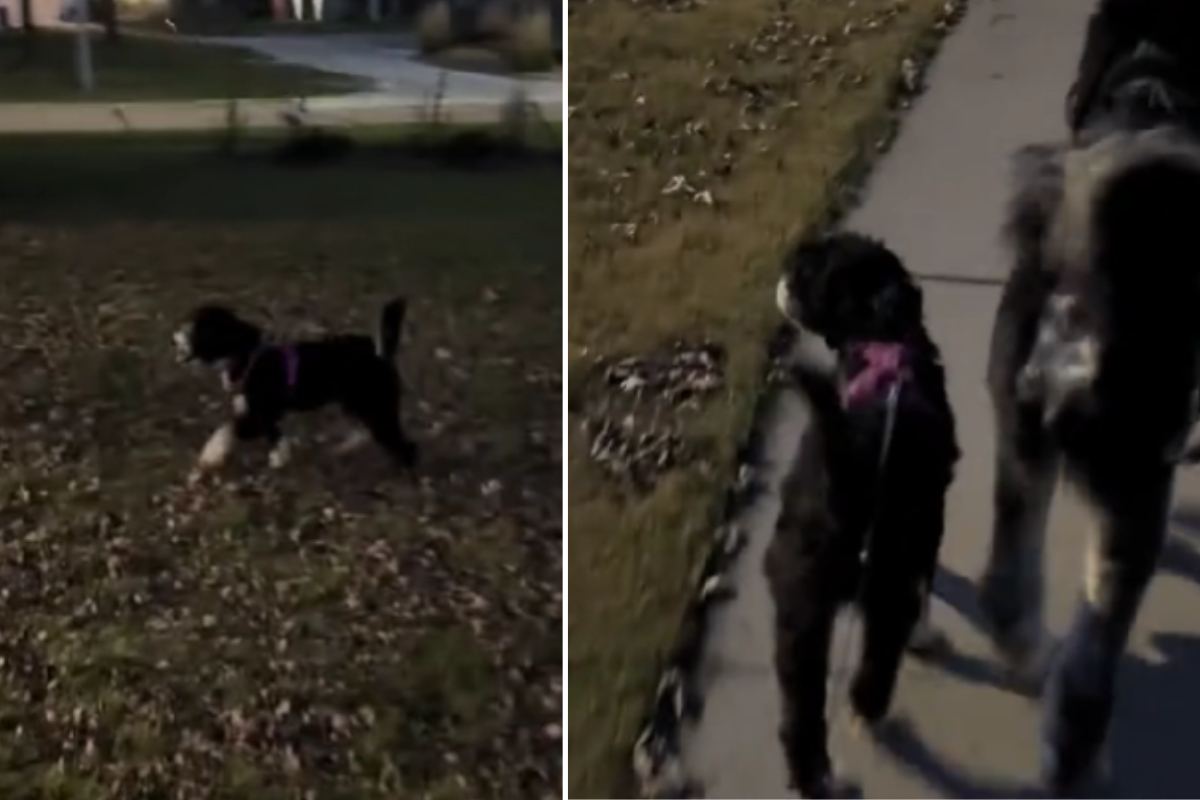 prima passeggiata del cane