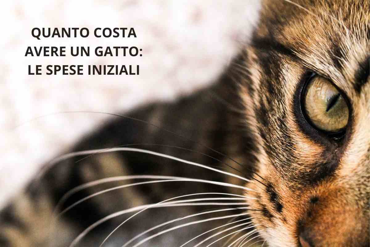 Gatto