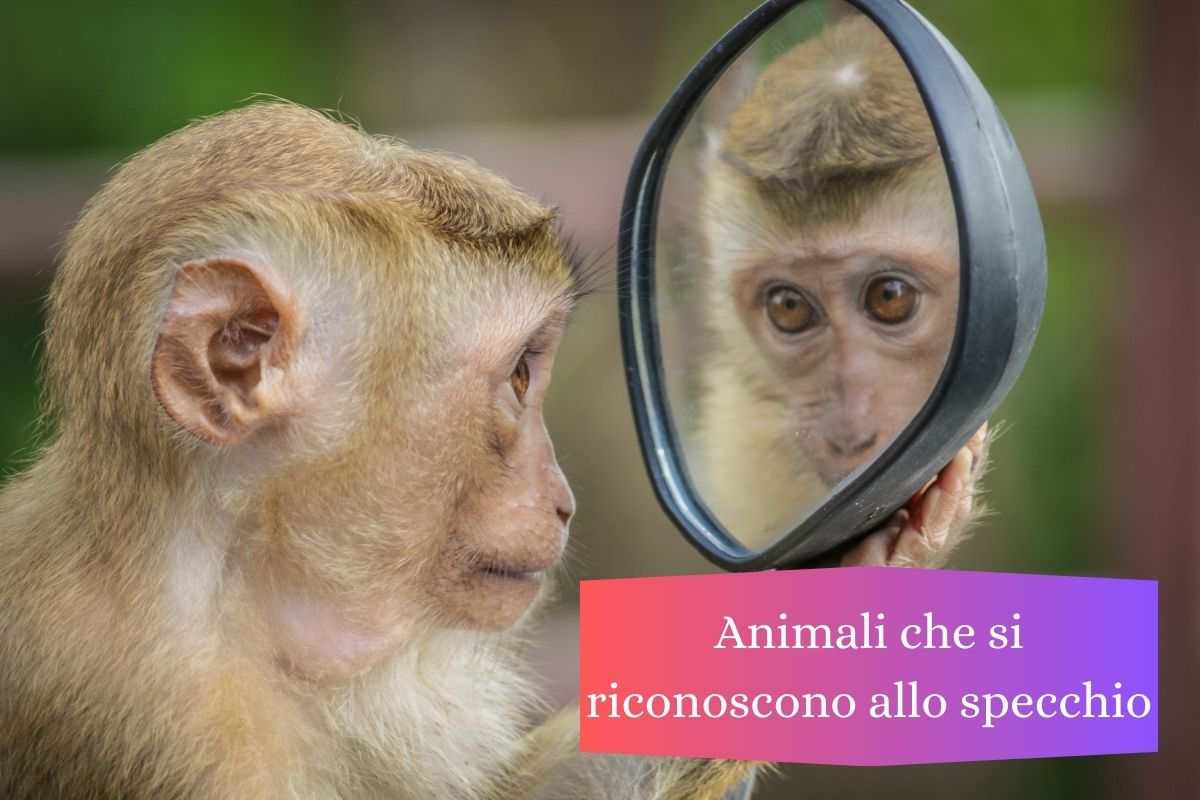 Scimmia si guarda allo specchio