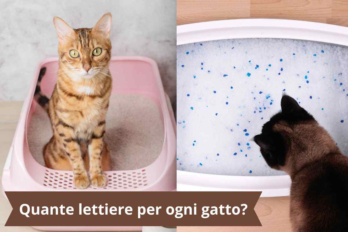 Gatto e lettiere