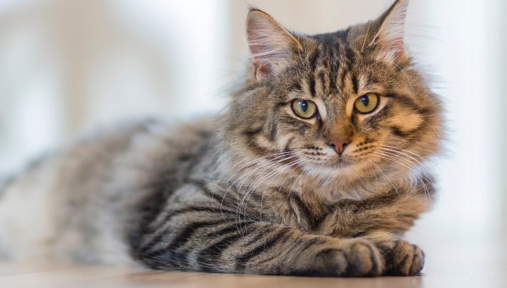 Gatto grigio con un'età adulta steso sul tavolo