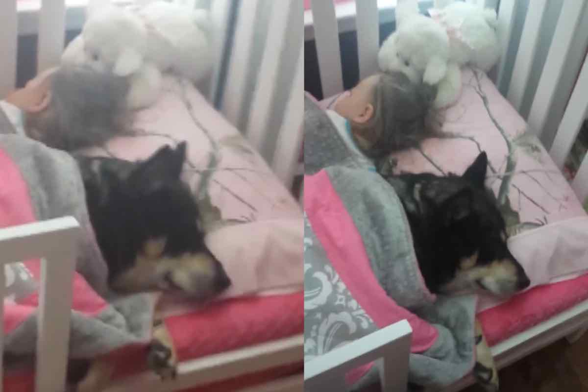 Il cane dorme nella culla della bimba