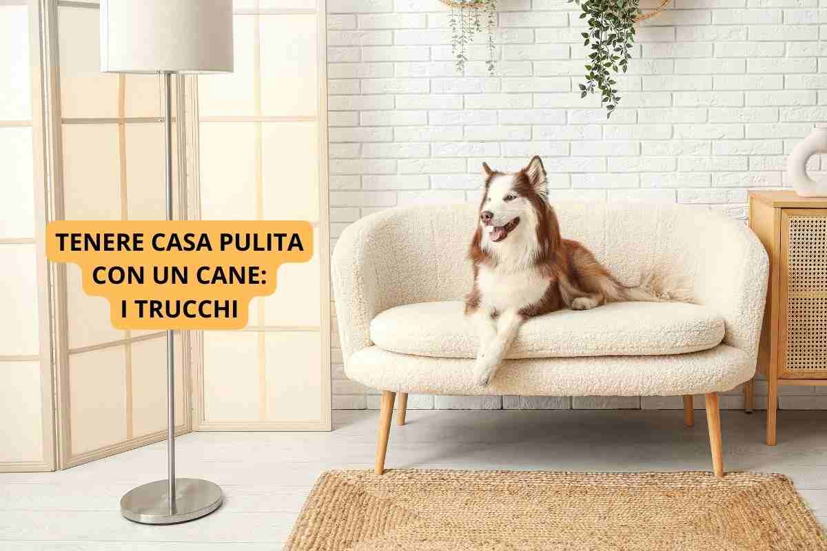 cane in una casa pulita