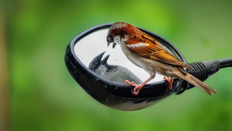 Uccello si riflette nello specchio