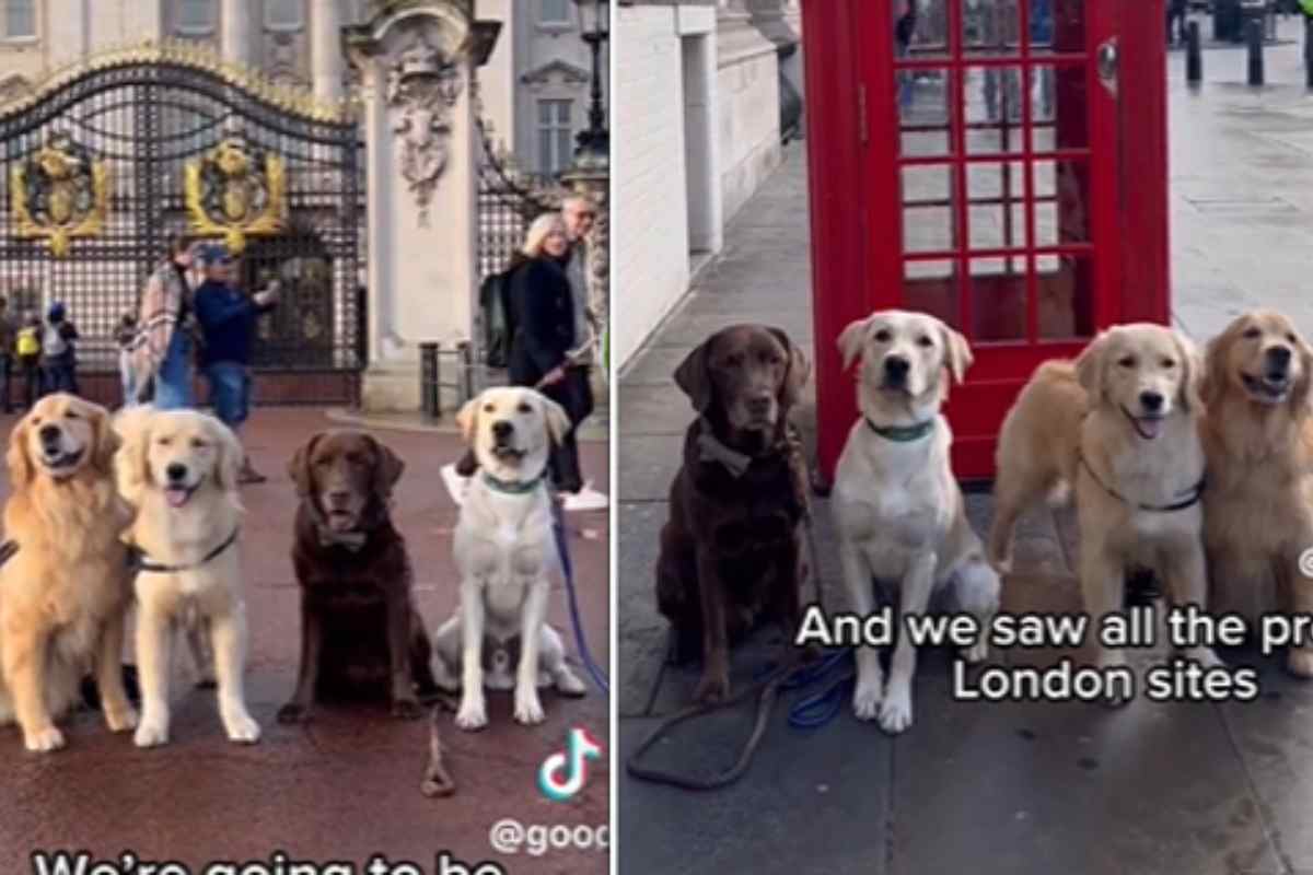 l'appuntamento tra i due golden retriever e i due labrador spopola sul web