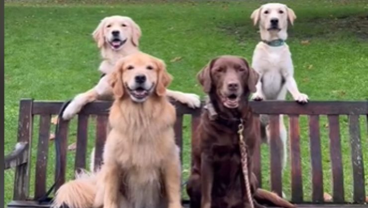 il video sul web di due golden retriever e di due labrador mostra l'appuntamento a quattro dei cani
