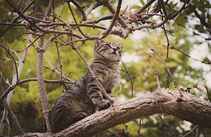 Il tuo gatto si lancia nel vuoto?