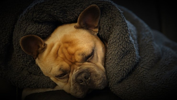 Bulldog francese avvolto nella coperta per il freddo 