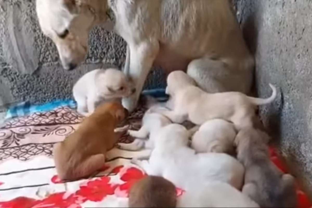 cagnolina abbandono luogo