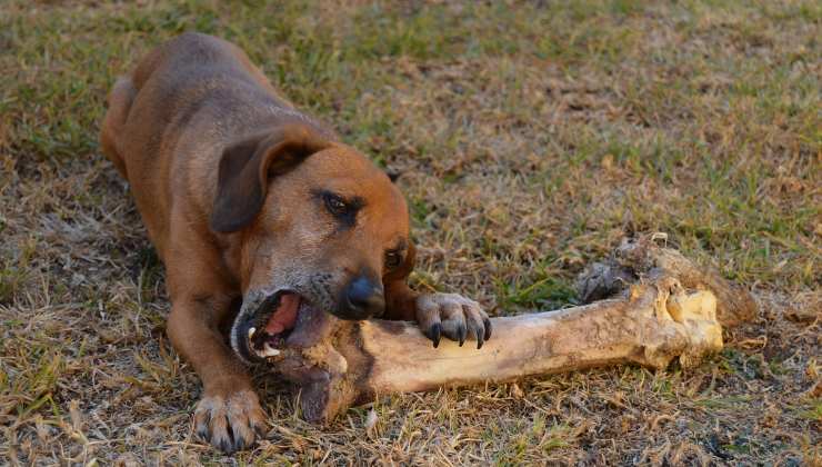 Il cane addenta un osso e non lascia cibo nella ciotola 