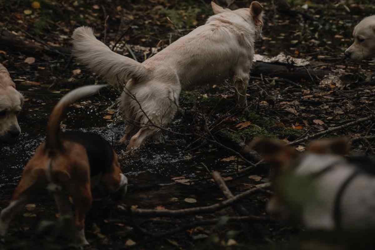 il cane annusa e lecca la pipì di altri animali