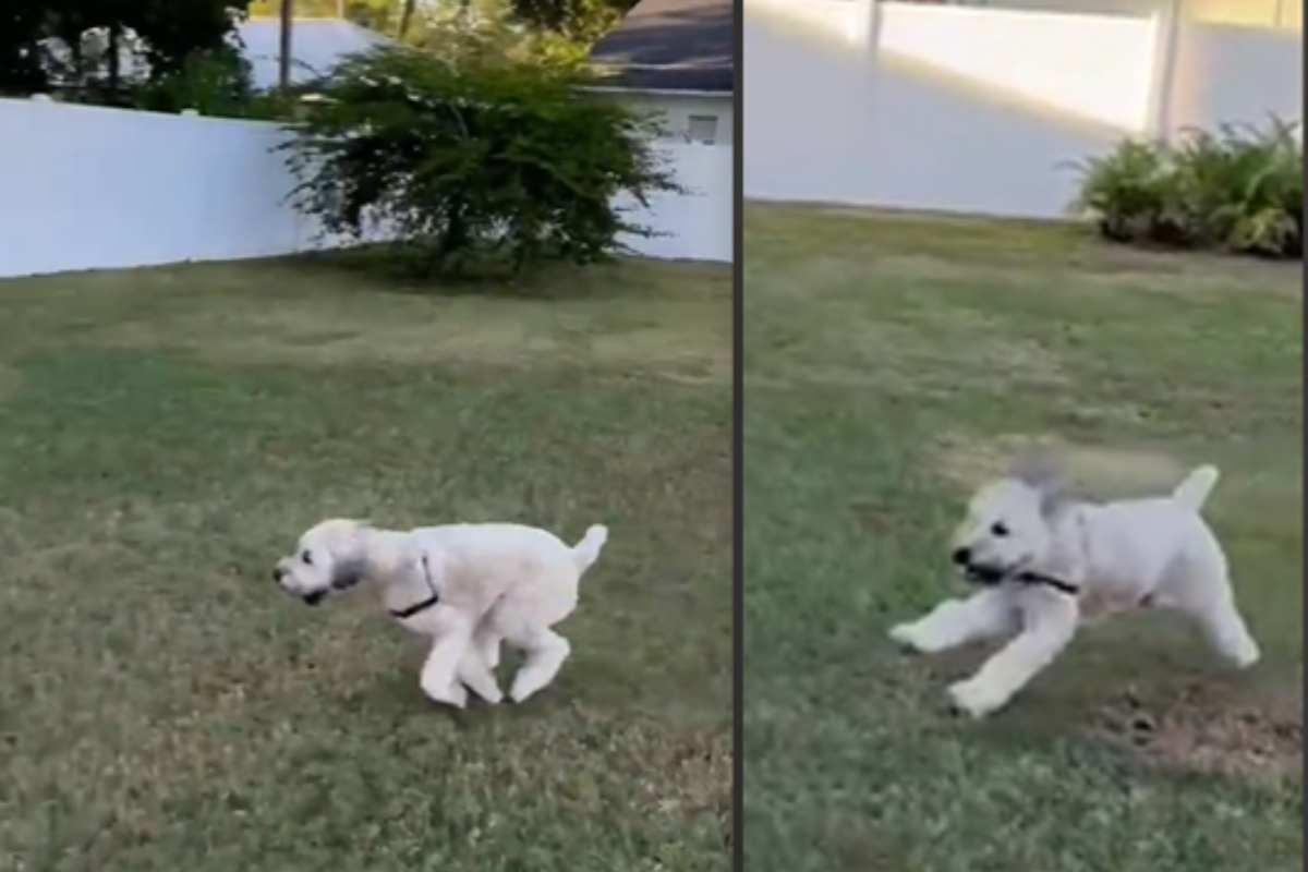 il cane d'appartamento corre nella casa con giardino