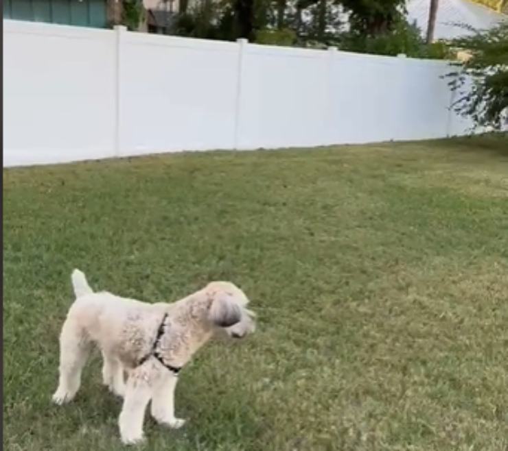 il cane d'appartamento vede per la prima volta il giardino della nuova casa