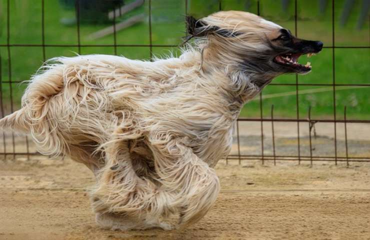 Il tuo cane corre avanti e indietro