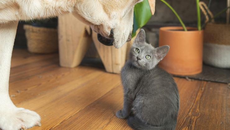 cane e gatto in casa che sembrano non andare d'accordo 