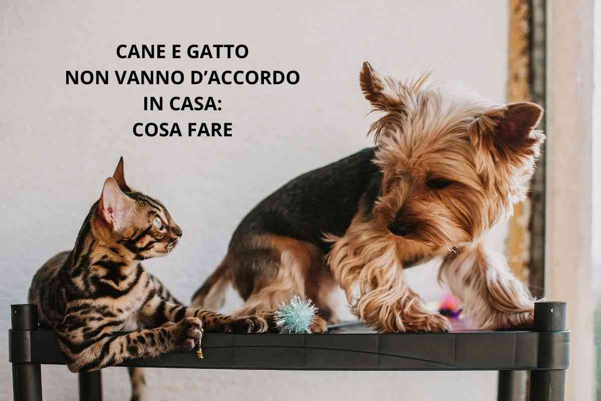 cane e gatto vicini ma che non vanno d'accordo in casa