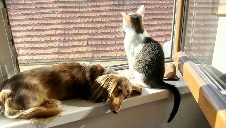 cane e gatto sulla finestra non vanno d'accordo 
