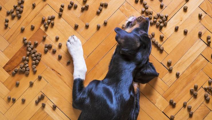 Cane mangia croccantini sul pavimento 