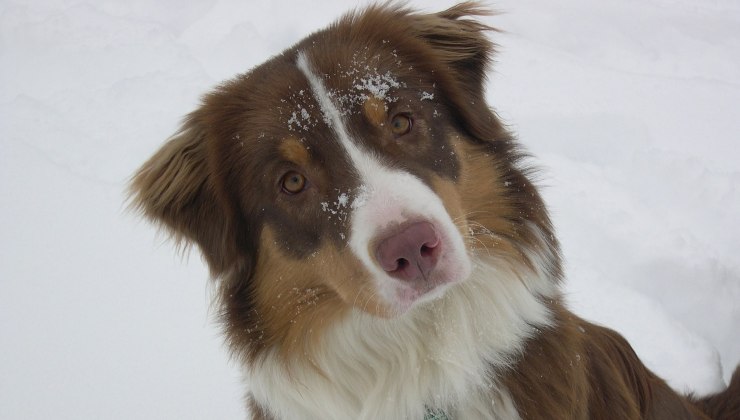 Cane nella neve da proteggere dal freddo 