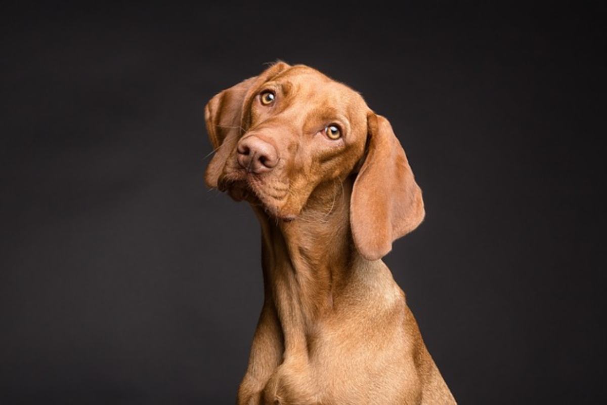 Il tuo cane sa sempre quando è ora di mangiare o di uscire