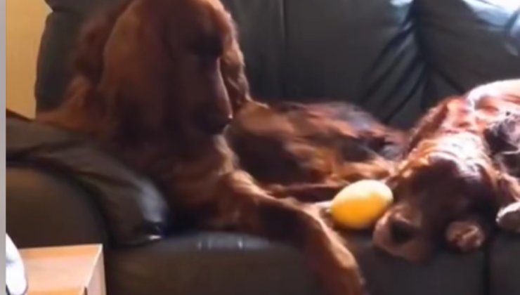 Il cane reagisce al russare del fratello che non lo fa dormire