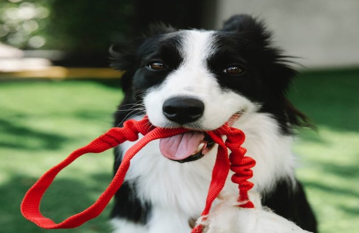 Il tuo cane sa sempre quando è ora di mangiare o di uscire